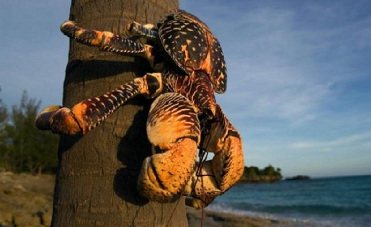 Loài cua biết leo cây, trước không ai ngó nay nâng tầm đặc sản giá 10 triệu/con vẫn được lùng mua- Ảnh 4.