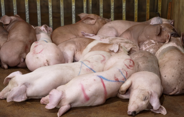 Phá đường dây giết mổ lợn bệnh tại Hà Nội , nguy cơ an toàn thực phẩm - Ảnh 1.