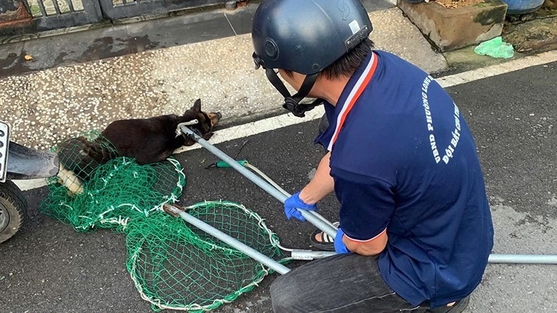 Người đ&agrave;n &ocirc;ng tử vong sau khi bị ch&oacute; dại liếm v&agrave;o vết thương hở - Ảnh 1.