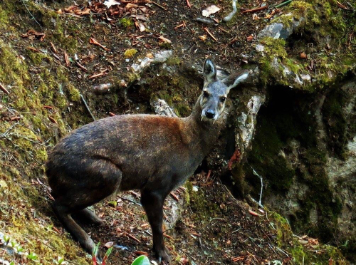 Loài vật quý hiếm chỉ còn dưới 50 cá thể ở Việt Nam: Cặp răng nanh như kiếm nhưng hiền lành đến khó tin - Ảnh 5.