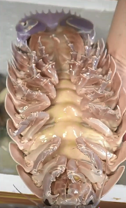 Loại hải sản "nh&agrave; gi&agrave;u" cực đ&aacute;ng sợ ngay tại Việt Nam: Gi&aacute; l&ecirc;n tới 4 triệu/con nhưng người khen kẻ ch&ecirc; - Ảnh 1.