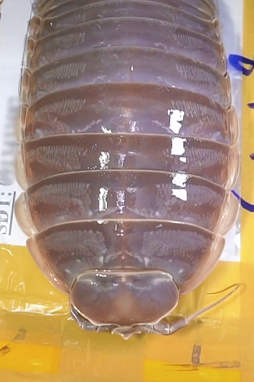 Loại hải sản "nh&agrave; gi&agrave;u" cực đ&aacute;ng sợ ngay tại Việt Nam: Gi&aacute; l&ecirc;n tới 4 triệu/con nhưng người khen kẻ ch&ecirc; - Ảnh 2.