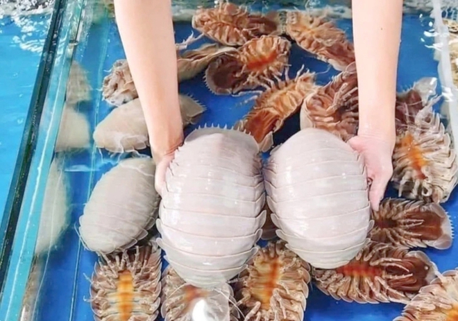 Loại hải sản "nh&agrave; gi&agrave;u" cực đ&aacute;ng sợ ngay tại Việt Nam: Gi&aacute; l&ecirc;n tới 4 triệu/con nhưng người khen kẻ ch&ecirc; - Ảnh 3.