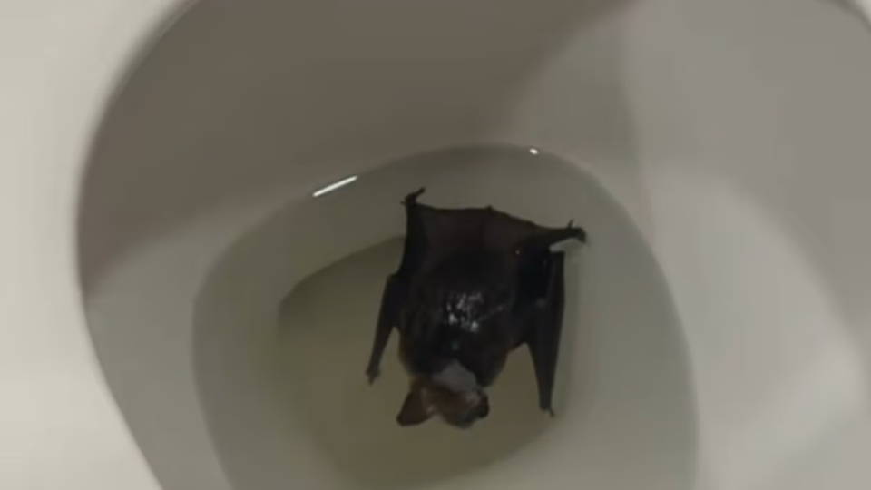 Người phụ nữ được y&ecirc;u cầu đến thẳng bệnh viện sau khi ph&aacute;t hiện "sinh vật đ&aacute;ng sợ" trong ph&ograve;ng tắm- Ảnh 2.