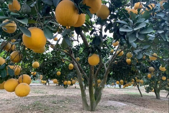 4 loại cây trồng trước nhà giúp tụ lộc, giữ vượng khí, gia chủ phất như diều gặp gió- Ảnh 4. 4 loại cây trồng trước nhà giúp tụ lộc, giữ vượng khí, gia chủ phất như diều gặp gió- Ảnh 4.