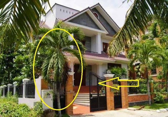 4 loại cây trồng trước nhà giúp tụ lộc, giữ vượng khí, gia chủ phất như diều gặp gió- Ảnh 3. 4 loại cây trồng trước nhà giúp tụ lộc, giữ vượng khí, gia chủ phất như diều gặp gió- Ảnh 3.