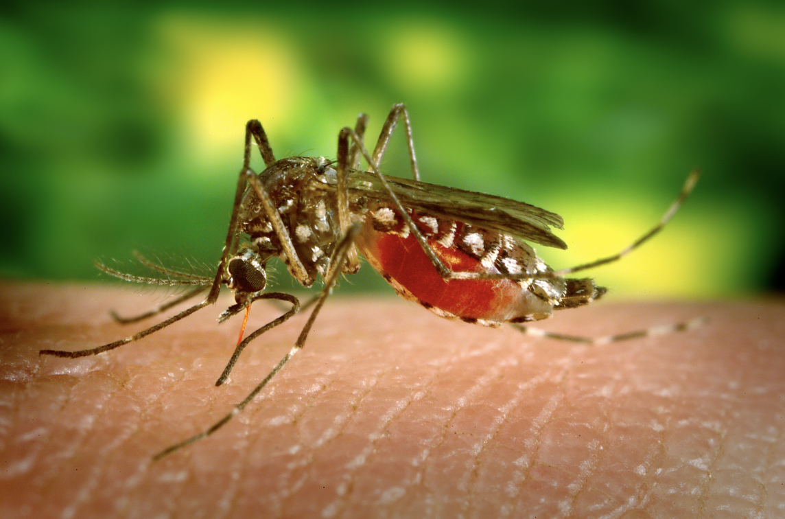 Bệnh Chikungunya bùng phát ở nhiều nước, TP HCM đã từng có ca bệnh - Ảnh 1.