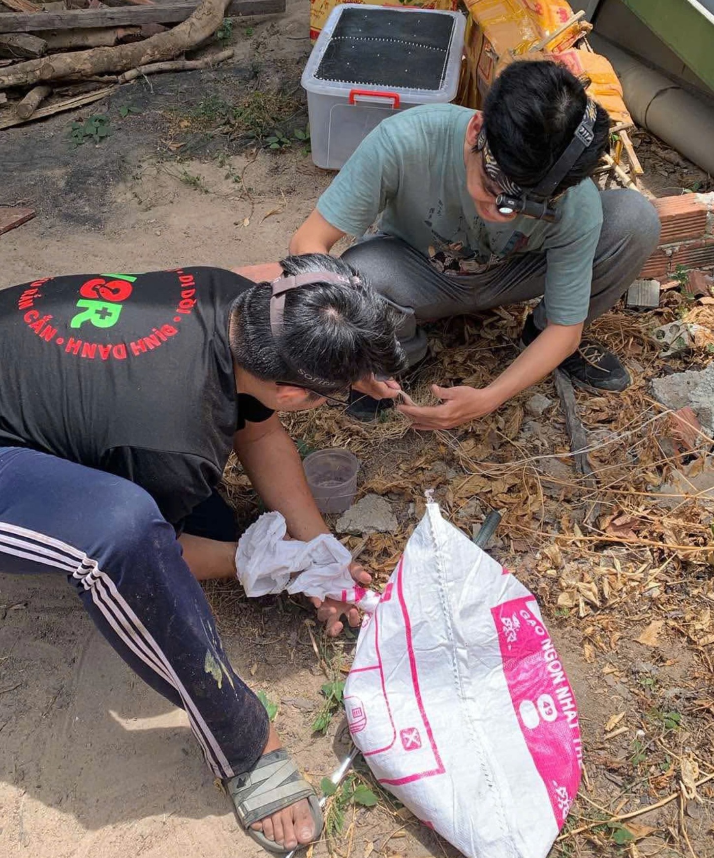 Xôn xao clip một TikToker phóng sinh bầy rắn hổ mang chúa mới nở - Ảnh 3.