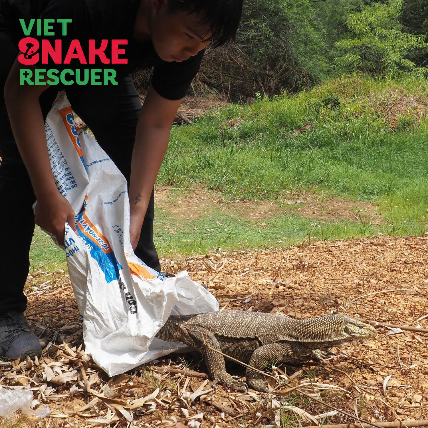 Xôn xao clip một TikToker phóng sinh bầy rắn hổ mang chúa mới nở - Ảnh 4.