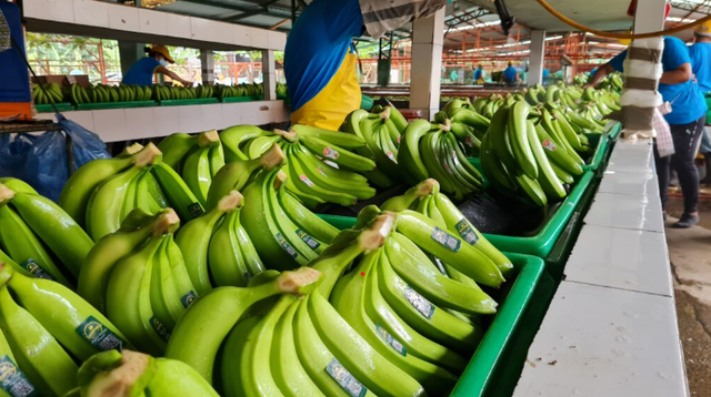Không phải sầu riêng, 'siêu trái cây' của Việt Nam được Nhật Bản ngày càng ưa chuộng: Sắp hưởng ưu đãi thuế 0%, xuất khẩu tăng 14 lần - Ảnh 1.