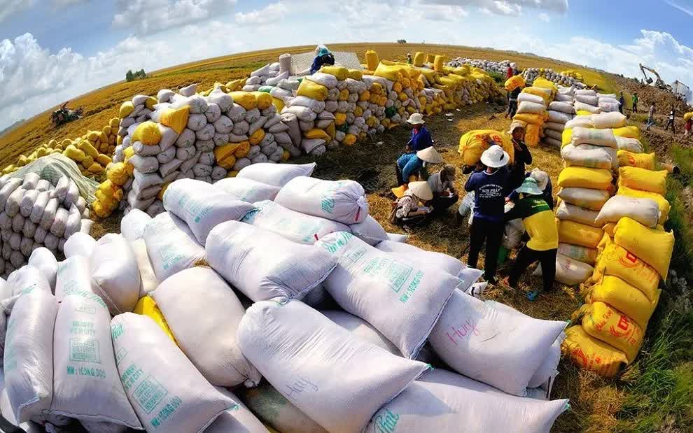 Giá gạo thế giới thấp nhất 8 năm - Ảnh 1. Giá gạo thế giới thấp nhất 8 năm - Ảnh 1.