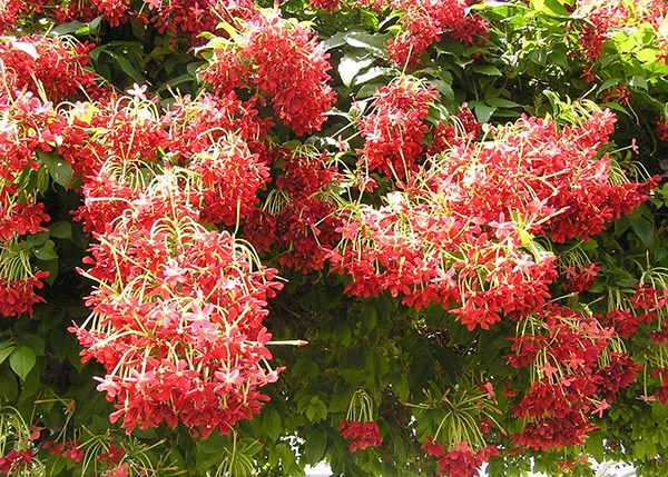 Hoa sử qu&acirc;n tử: C&acirc;y leo v&ograve;m mang lại may mắn v&agrave; hương thơm quyến rũ - Ảnh 2.