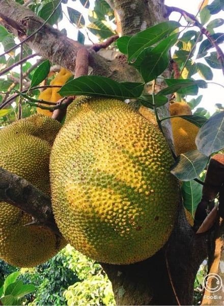 Loại cây lá rộng, quả vàng lúc lỉu, trồng 1 cây đủ nuôi cả nhà 3 thế hệ, cho bóng mát lại mang tiền cho chủ- Ảnh 2. Loại cây lá rộng, quả vàng lúc lỉu, trồng 1 cây đủ nuôi cả nhà 3 thế hệ, cho bóng mát lại mang tiền cho chủ- Ảnh 2.