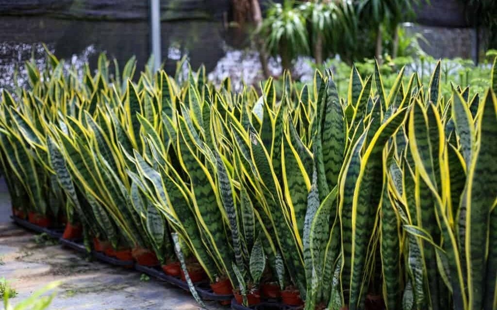 Cây lưỡi hổ - bùa hộ mệnh dễ chăm sóc mang tài lộc cho gia chủ - Ảnh 1.