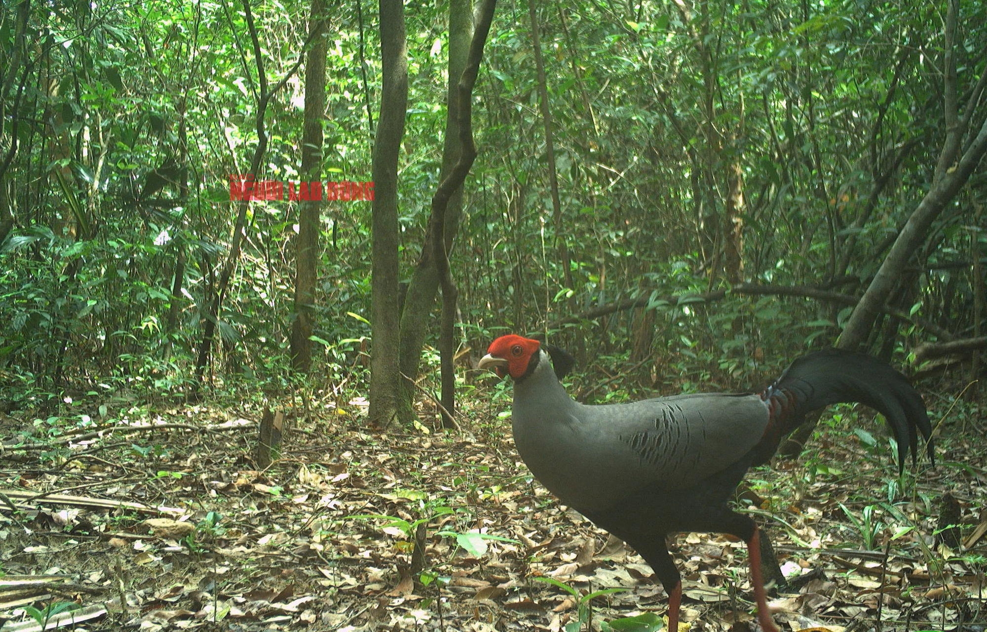 Cận cảnh loài gà lôi trắng mà một nông dân vừa bị kết án tù vì nuôi, mua bán- Ảnh 2.