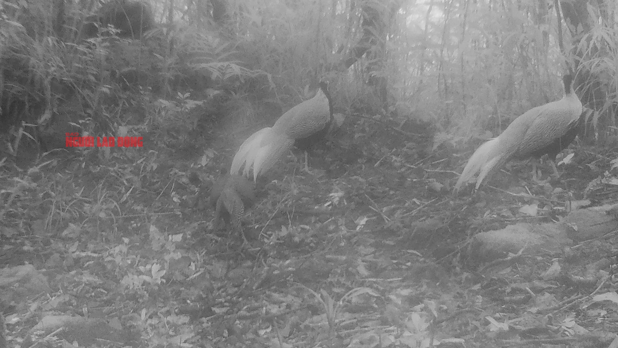 Cận cảnh loài gà lôi trắng mà một nông dân vừa bị kết án tù vì nuôi, mua bán- Ảnh 3.