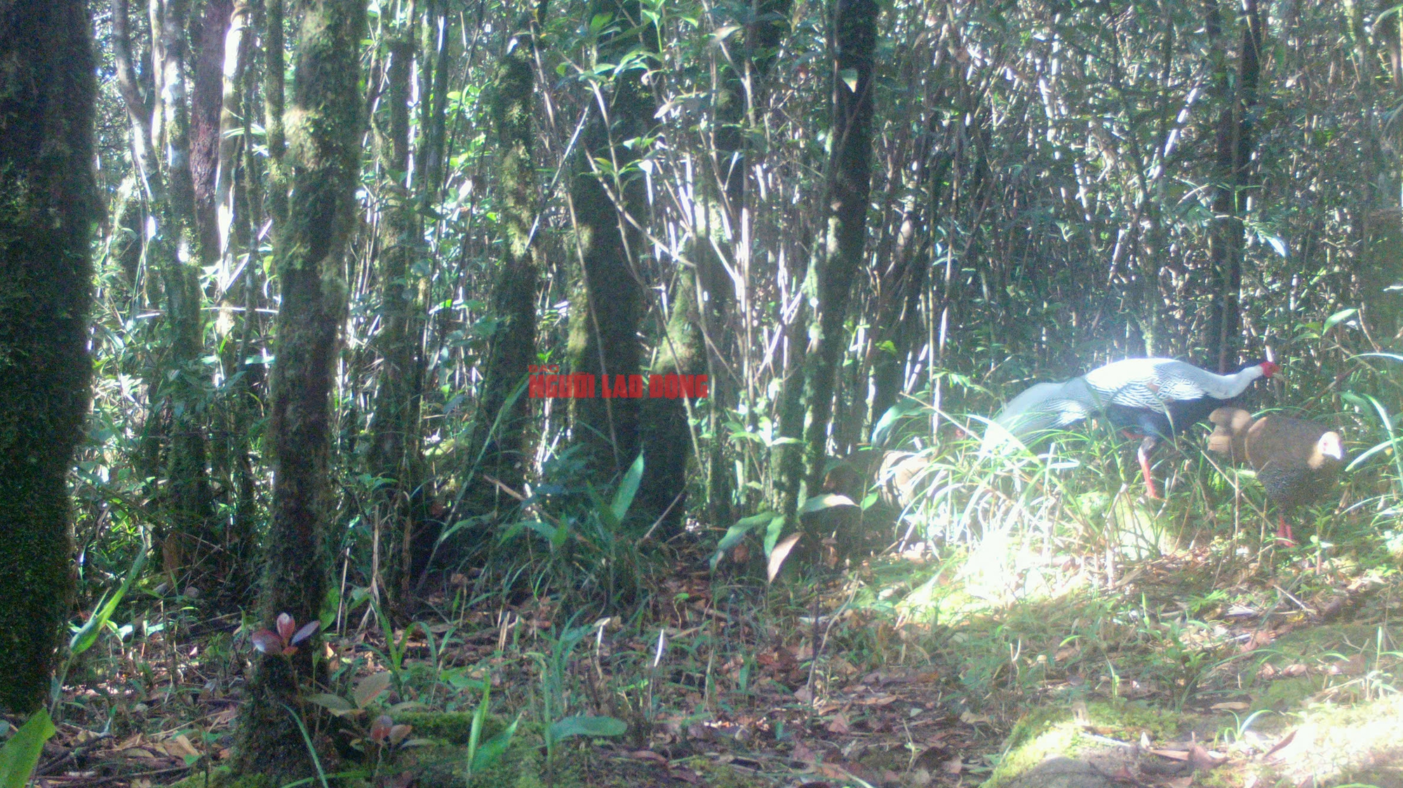 Cận cảnh loài gà lôi trắng mà một nông dân vừa bị kết án tù vì nuôi, mua bán- Ảnh 4.