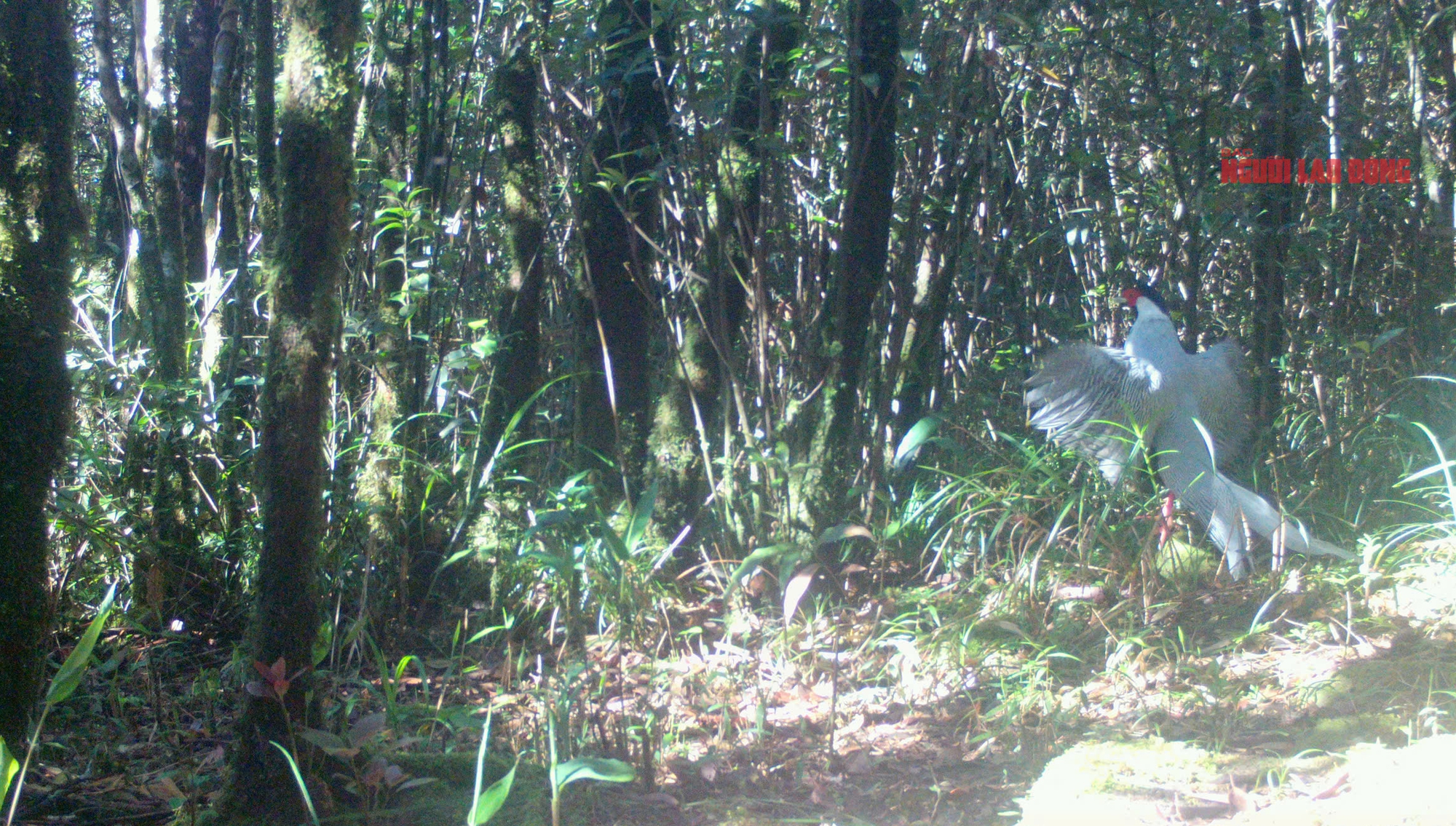 Cận cảnh loài gà lôi trắng mà một nông dân vừa bị kết án tù vì nuôi, mua bán- Ảnh 5.