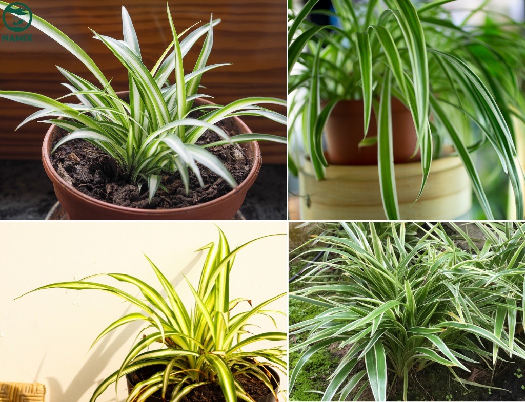 Cây dây nhện: Lựa chọn phong thủy hoàn hảo cho không gian sống  - Ảnh 3.