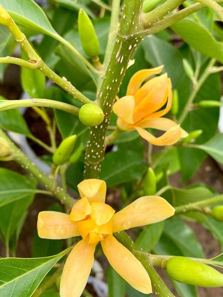 Hoa ngọc lan vàng giữ hương lâu và mang lại tài lộc cho gia đình - Ảnh 2. Hoa ngọc lan vàng giữ hương lâu và mang lại tài lộc cho gia đình - Ảnh 2.