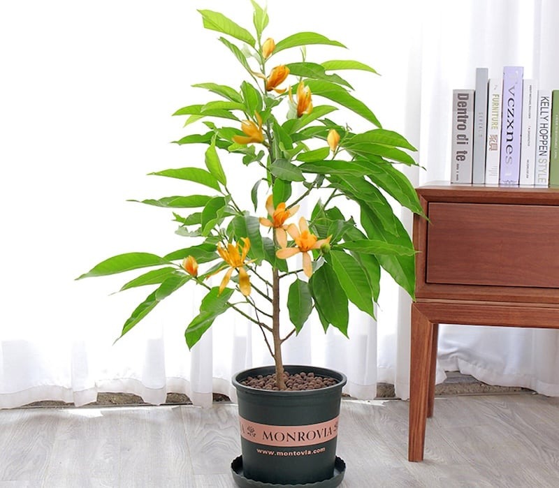 Hoa ngọc lan vàng giữ hương lâu và mang lại tài lộc cho gia đình - Ảnh 1. Hoa ngọc lan vàng giữ hương lâu và mang lại tài lộc cho gia đình - Ảnh 1.