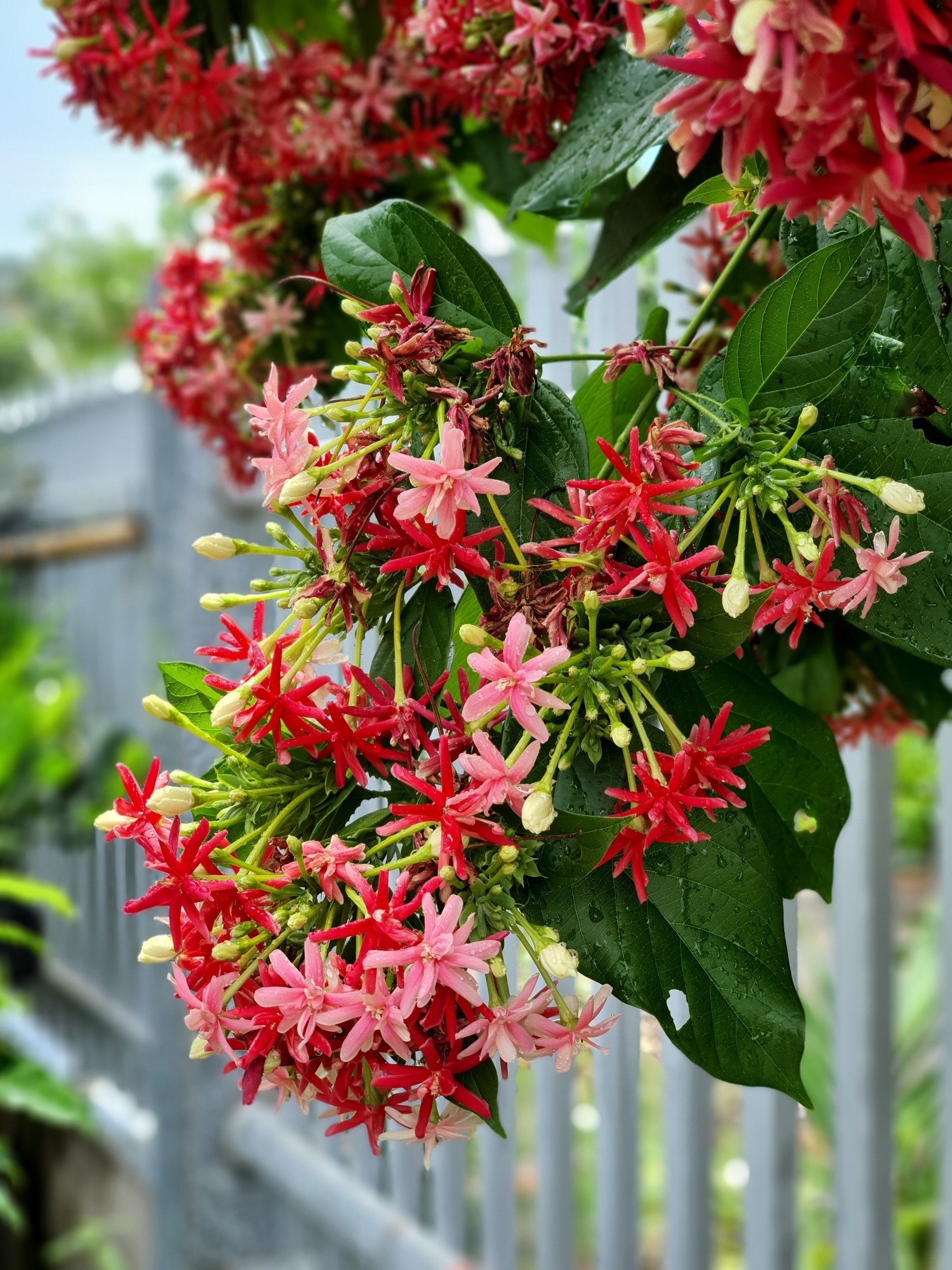 Hoa sử qu&acirc;n tử: C&acirc;y leo v&ograve;m mang lại may mắn v&agrave; hương thơm quyến rũ - Ảnh 1.