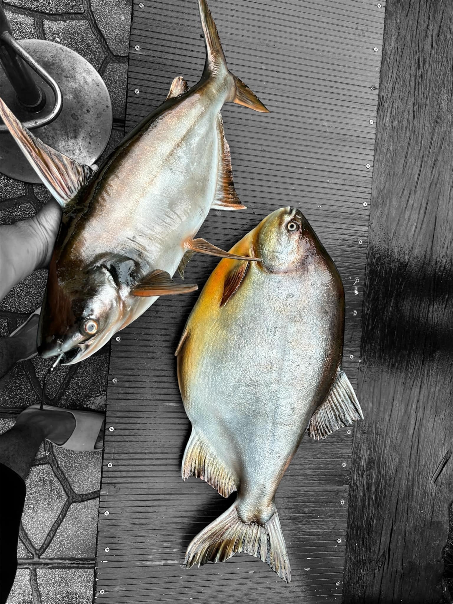 Những con cá không bao giờ chết của chàng trai Lâm Đồng hấp dẫn lòng người - Ảnh 26.