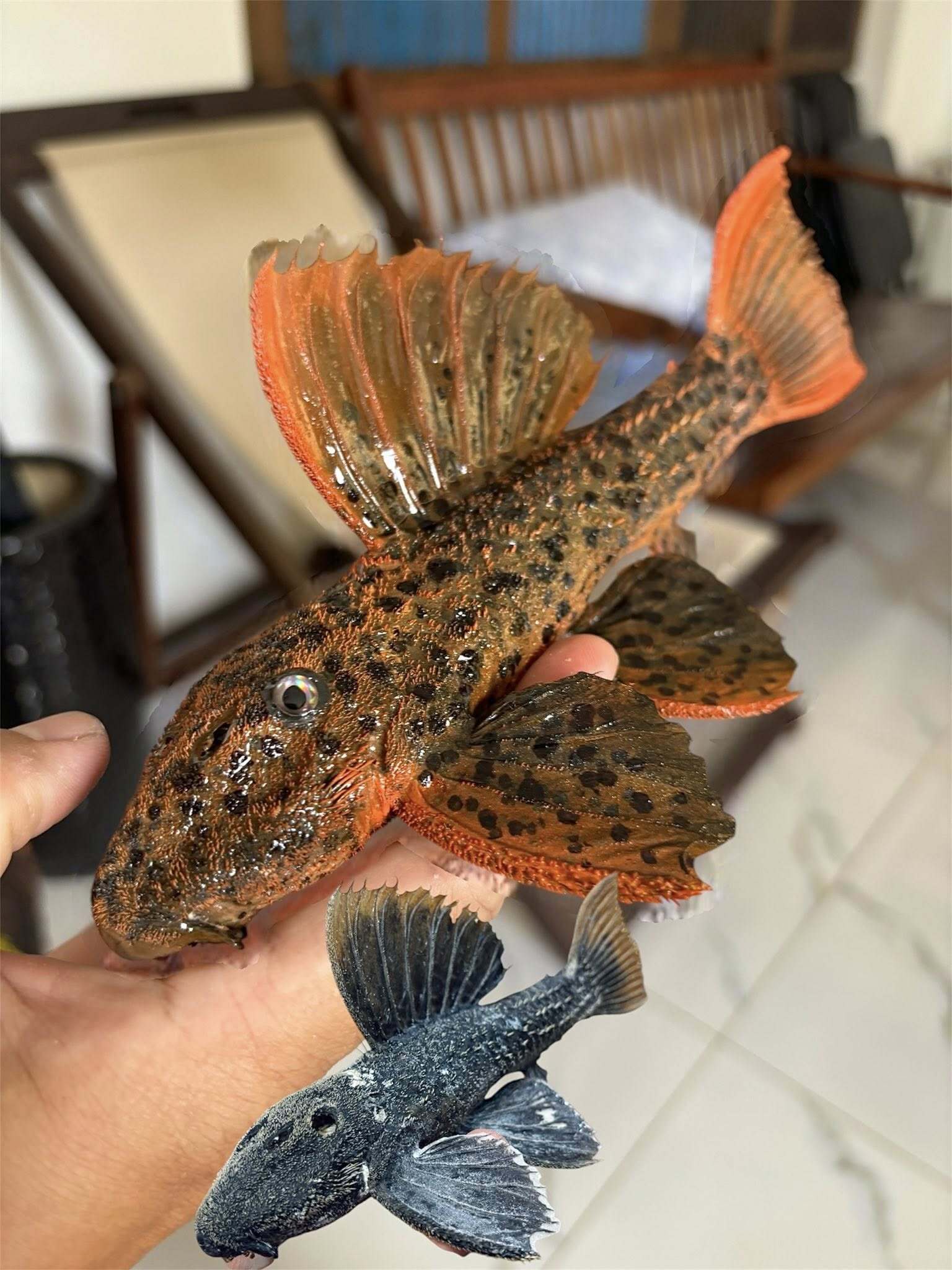 Những con cá không bao giờ chết của chàng trai Lâm Đồng hấp dẫn lòng người - Ảnh 22.