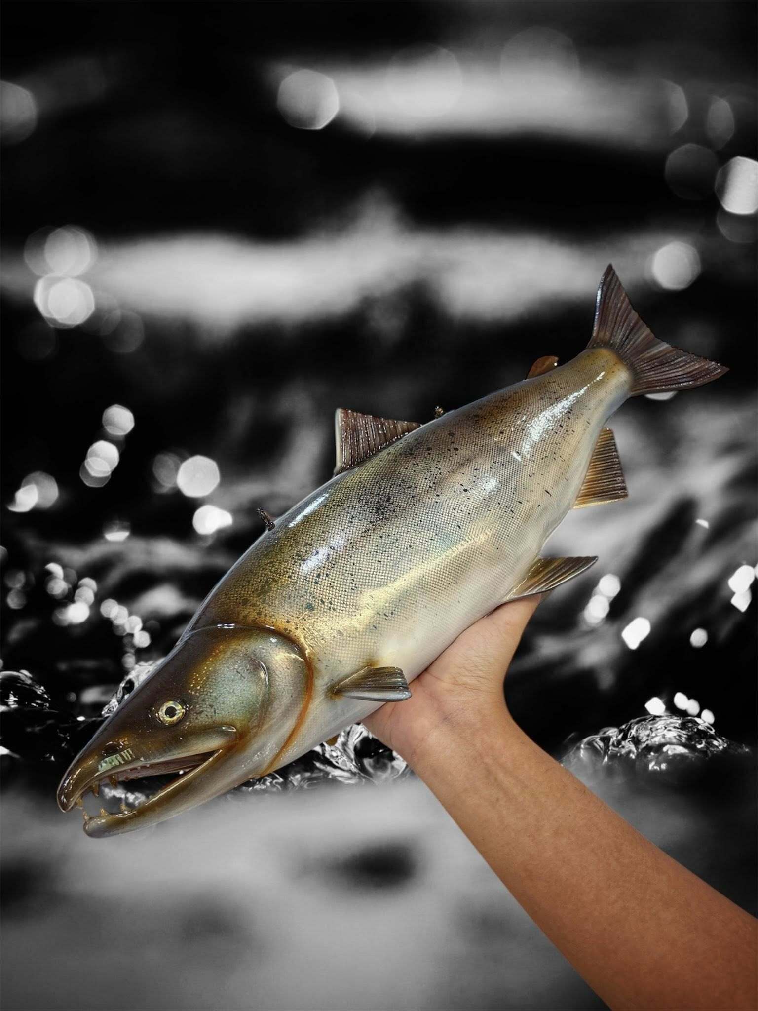 Những con cá không bao giờ chết của chàng trai Lâm Đồng hấp dẫn lòng người - Ảnh 23.