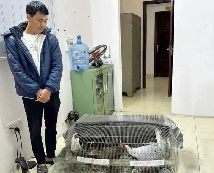 Thái Khắc Thành bị kết án 6 năm tù vì nuôi bán Gà lôi trắng trái pháp luật - Ảnh 1.