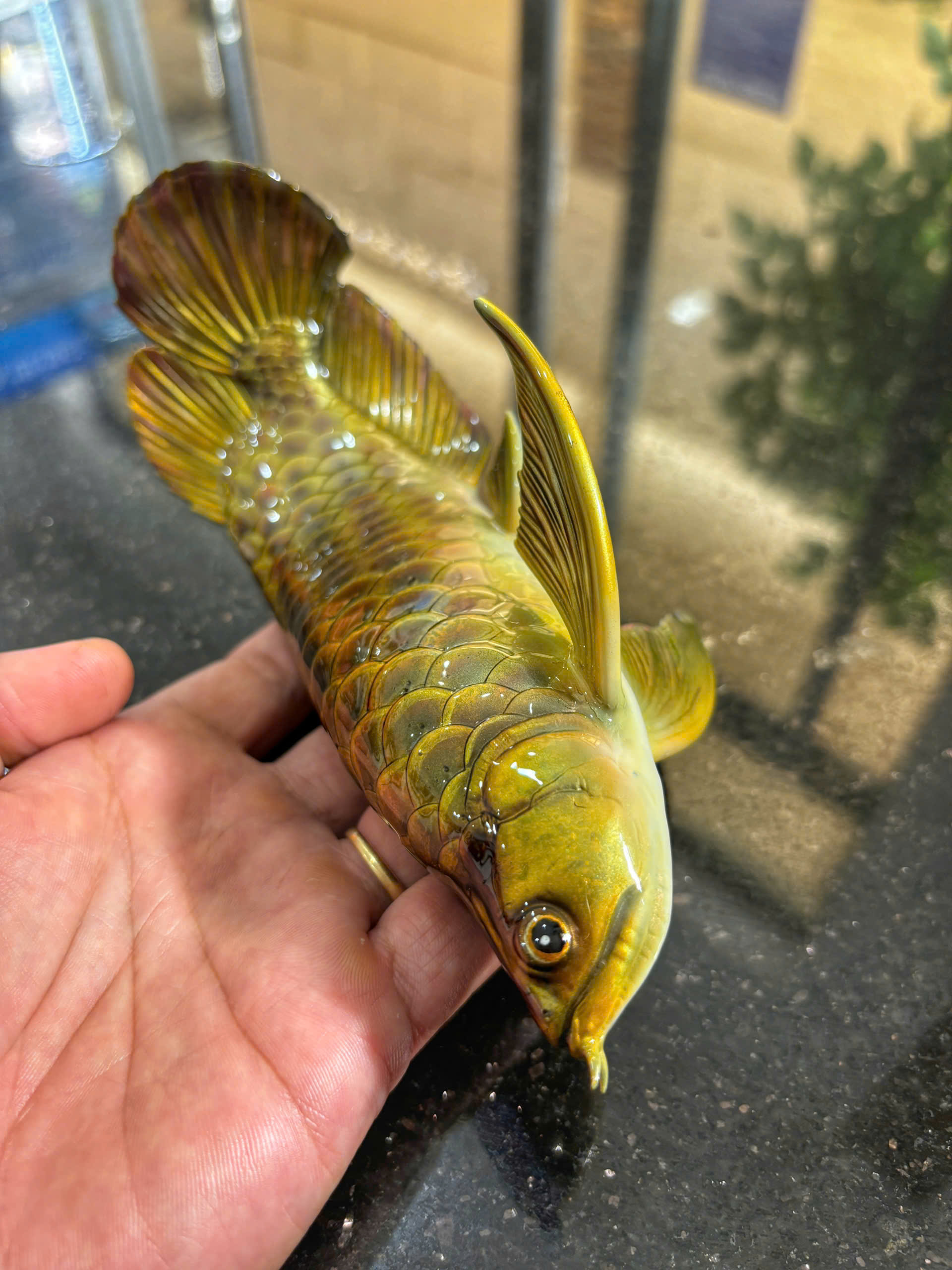 Những con cá không bao giờ chết của chàng trai Lâm Đồng hấp dẫn lòng người - Ảnh 16.