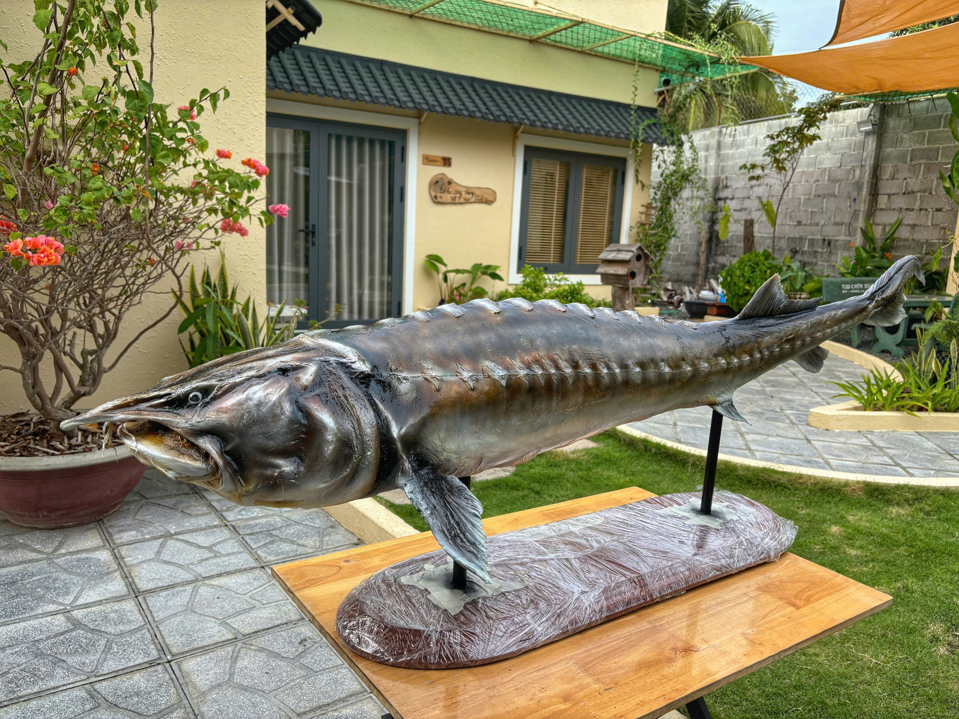 Những con cá không bao giờ chết của chàng trai Lâm Đồng hấp dẫn lòng người - Ảnh 7.