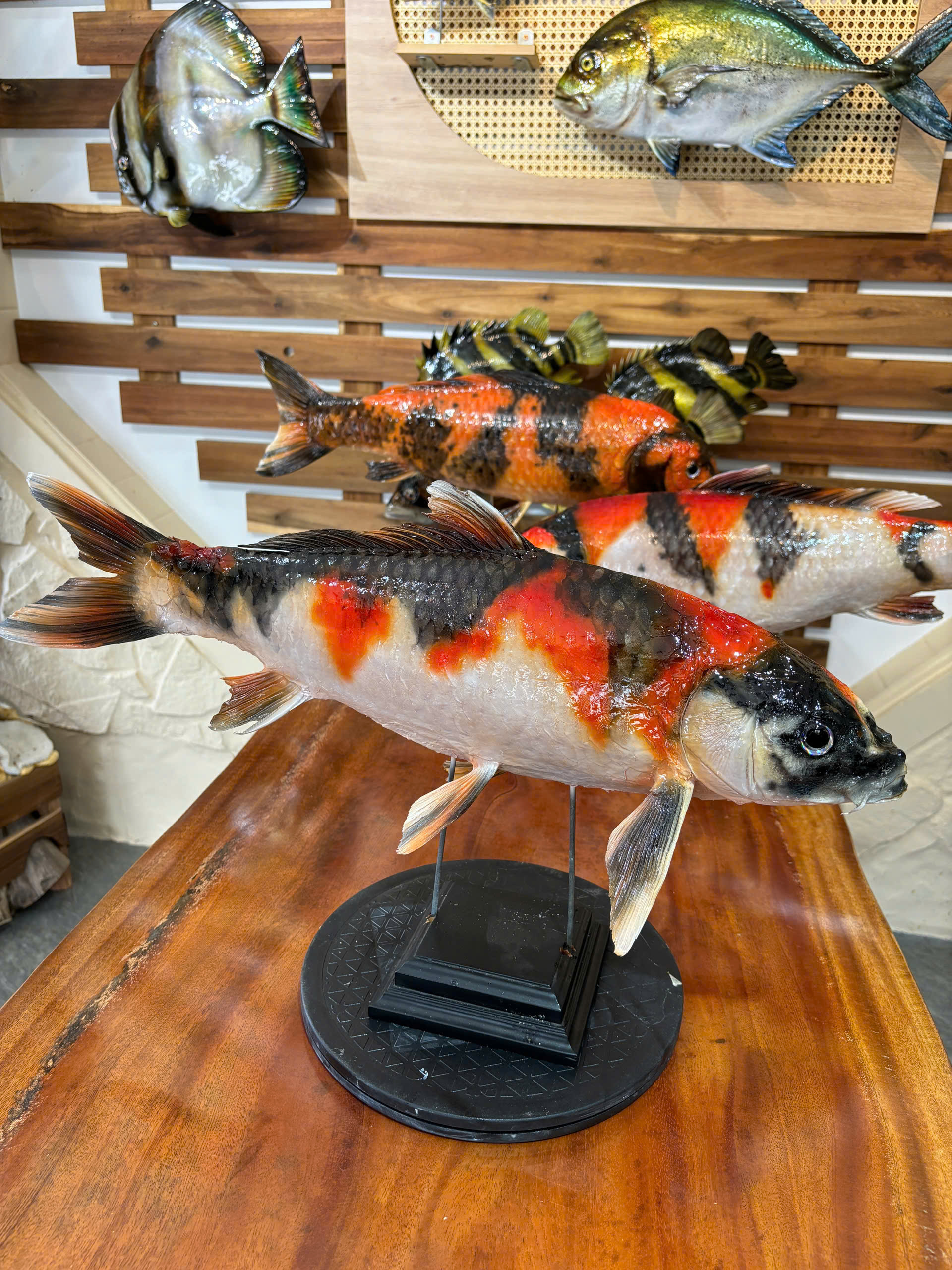 Những con cá không bao giờ chết của chàng trai Lâm Đồng hấp dẫn lòng người - Ảnh 15.