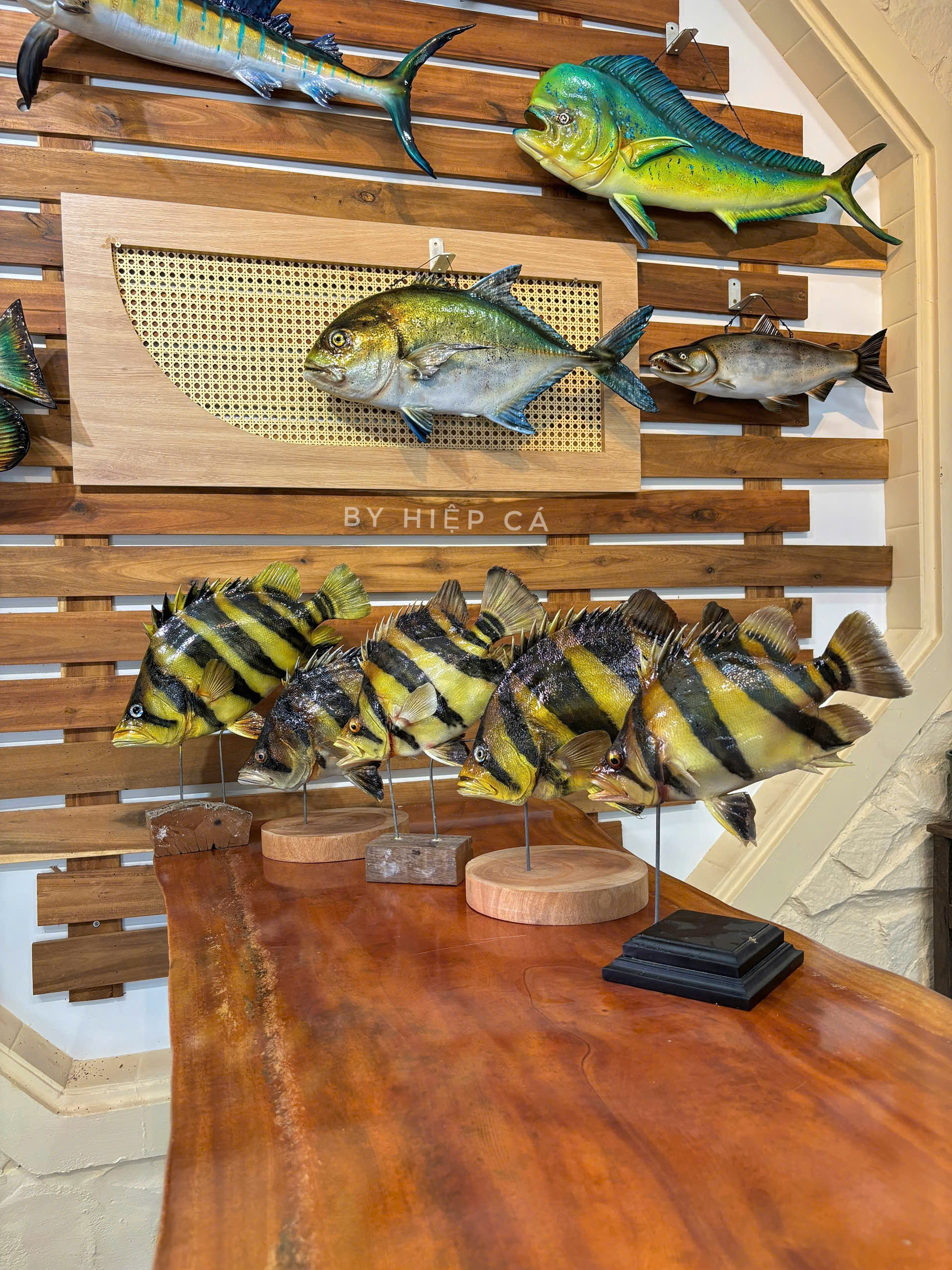 Những con cá không bao giờ chết của chàng trai Lâm Đồng hấp dẫn lòng người - Ảnh 6.