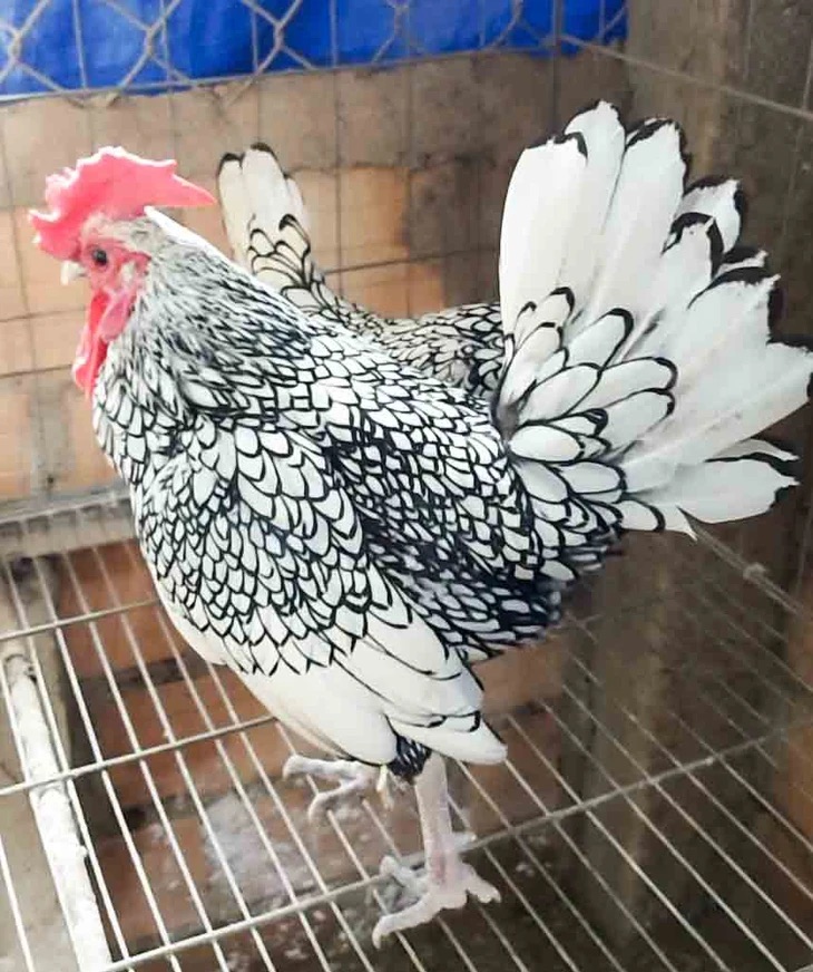 Từ thành công của "vua chim" Gia Lai đến vụ án gà lôi trắng ở Nghệ An- Ảnh 5.
