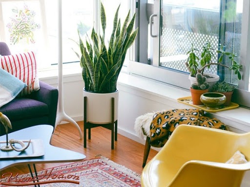 Ông bà dặn: Nhà có cây xanh, người có sức khỏe, con cháu làm ăn lãi lớn - 4 cây này xứng đáng được rước vào nhà- Ảnh 2.