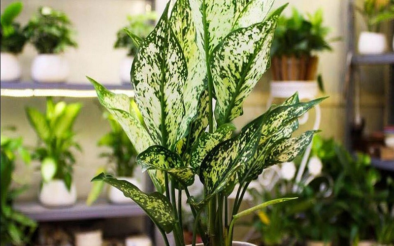 Ông bà dặn: Nhà có cây xanh, người có sức khỏe, con cháu làm ăn lãi lớn - 4 cây này xứng đáng được rước vào nhà- Ảnh 4.