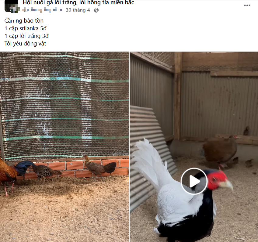 Công khai rao bán gà lôi trắng trên mạng xã hội: Nguy cơ lừa đảo tiềm ẩn - Ảnh 2. Công khai rao bán gà lôi trắng trên mạng xã hội: Nguy cơ lừa đảo tiềm ẩn - Ảnh 2.