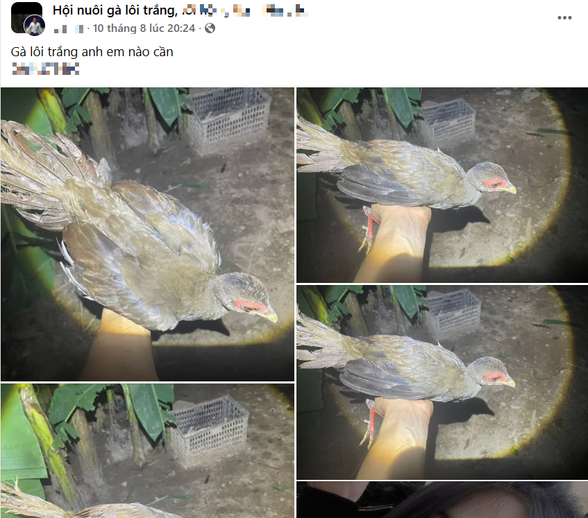 Công khai rao bán gà lôi trắng trên mạng xã hội: Nguy cơ lừa đảo tiềm ẩn - Ảnh 1. Công khai rao bán gà lôi trắng trên mạng xã hội: Nguy cơ lừa đảo tiềm ẩn - Ảnh 1.