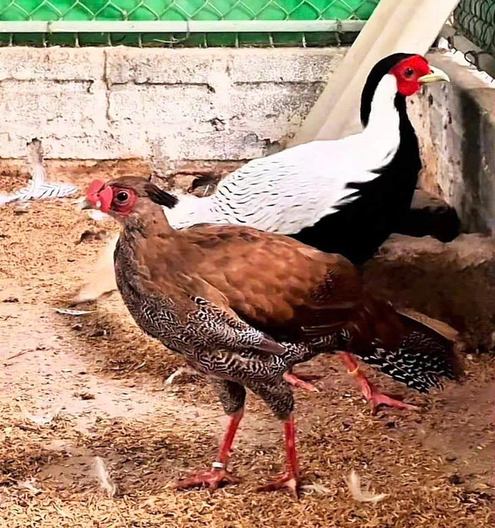 Những lòai động vật qúy hiếm bị cấm nuôi và tiêu thụ trong danh sách bảo tồn đặc biệt - Ảnh 1.