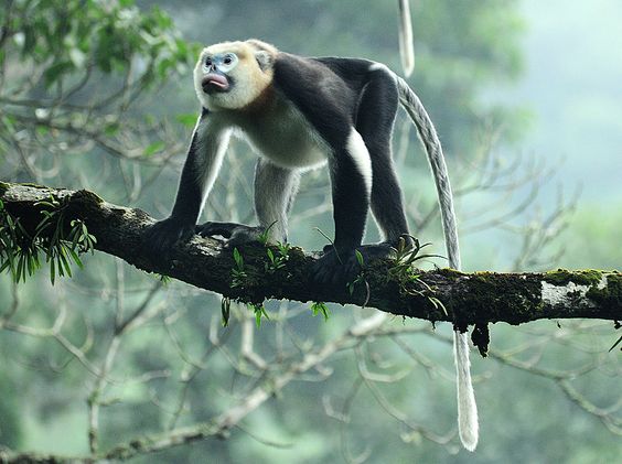 Loài chưa từng xuất hiện ngoài Việt Nam: Chỉ còn khoảng 200 cá thể, nguy cơ biến mất vĩnh viễn - Ảnh 5. Loài chưa từng xuất hiện ngoài Việt Nam: Chỉ còn khoảng 200 cá thể, nguy cơ biến mất vĩnh viễn - Ảnh 5.