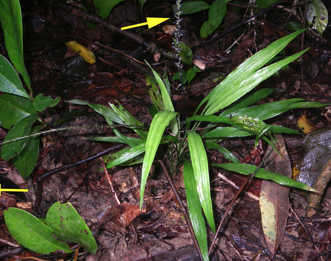 Việt Nam có sản vật ‘ngôi sao 8 cánh’ triệu đô: Có tác dụng gì mà được thế giới săn đón? - Ảnh 2.