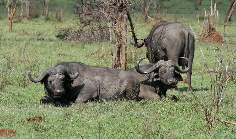 Triệu phú người Mỹ tử vong vì bị chính con trâu rừng mình đang săn húc ngã- Ảnh 3.