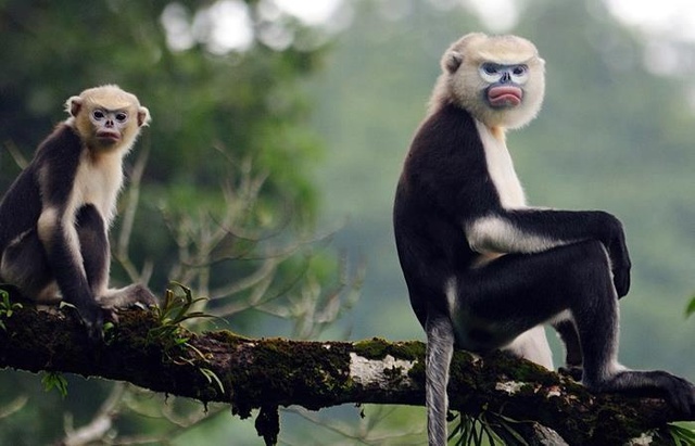 5 loài động vật tưởng đã tuyệt chủng bất ngờ xuất hiện trở lại ở Việt Nam: Có loài đã biến mất 11 triệu năm - Ảnh 2.