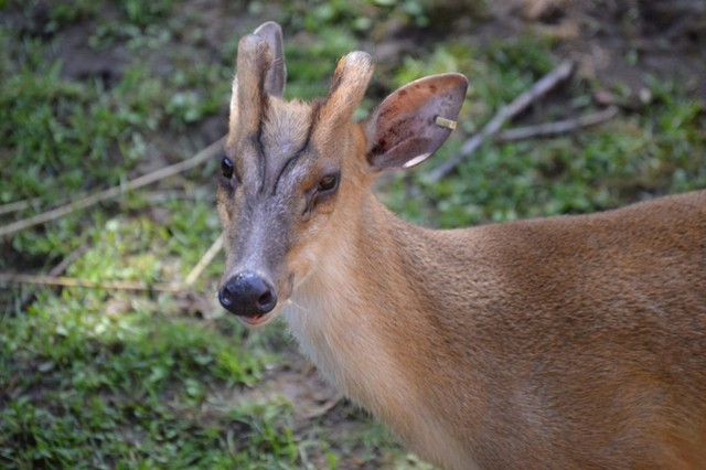5 loài động vật tưởng đã tuyệt chủng bất ngờ xuất hiện trở lại ở Việt Nam: Có loài đã biến mất 11 triệu năm - Ảnh 3.