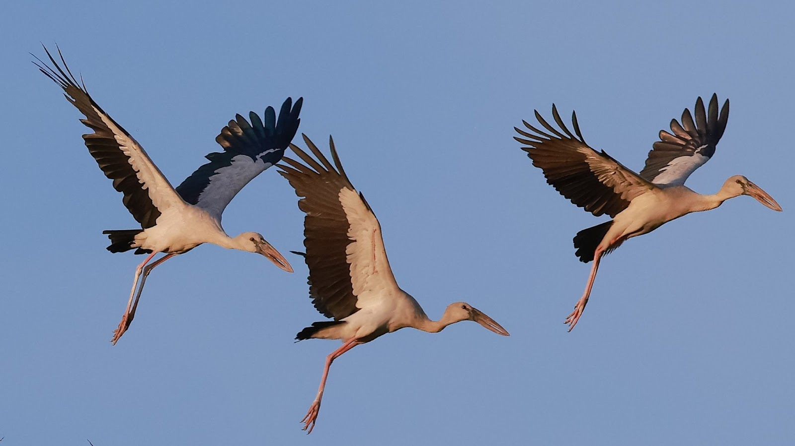 5 loài động vật tưởng đã tuyệt chủng bất ngờ xuất hiện trở lại ở Việt Nam: Có loài đã biến mất 11 triệu năm - Ảnh 4.