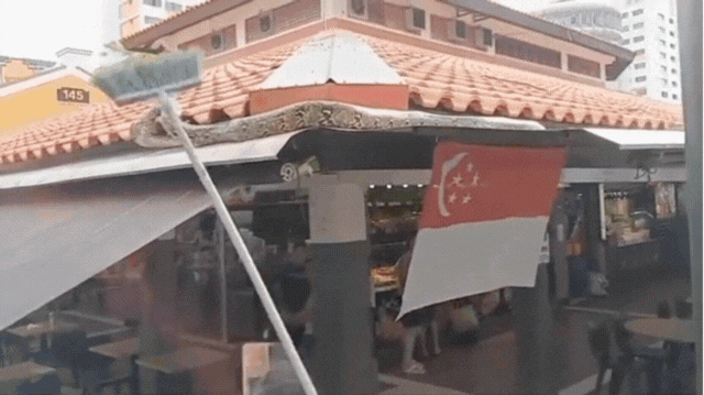 Đi uống cà phê bất ngờ gặp trăn khủng, cả quán đồng loạt hợp sức để vây bắt "vị khách không mời" - Ảnh 1.