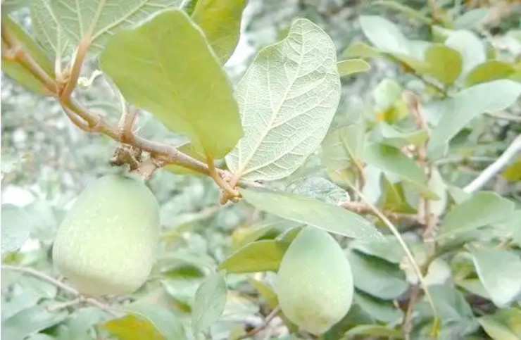  - Ảnh 3.