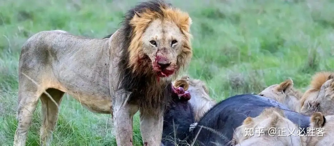 Vì sao sư tử ít săn hà mã mà lại 'thích' ăn thịt trâu rừng châu Phi?- Ảnh 4.