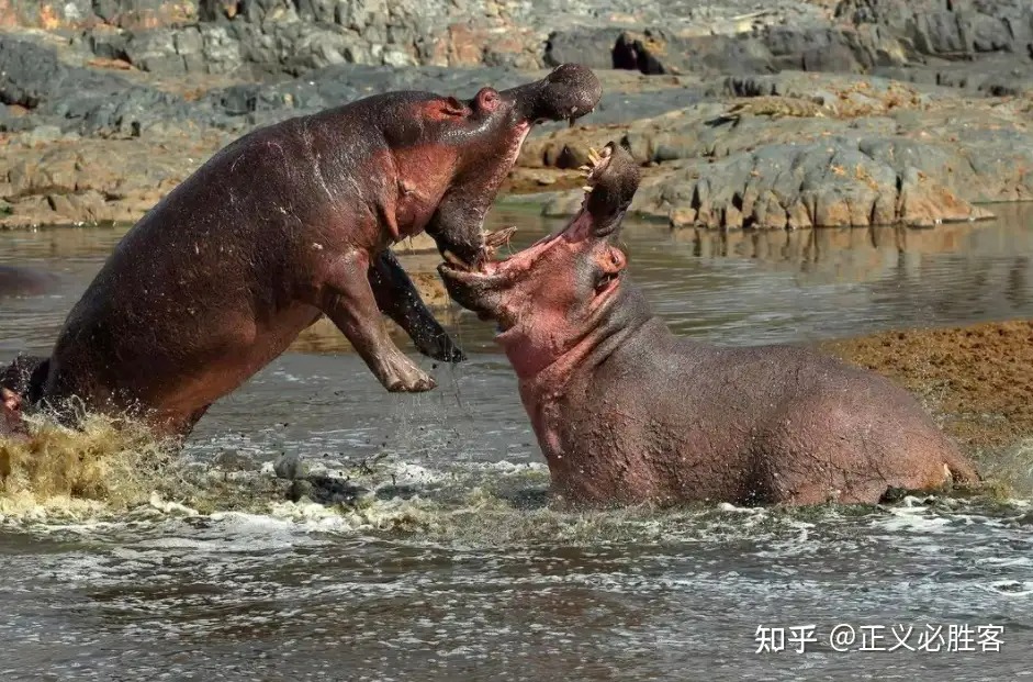 Vì sao sư tử ít săn hà mã mà lại 'thích' ăn thịt trâu rừng châu Phi?- Ảnh 1.